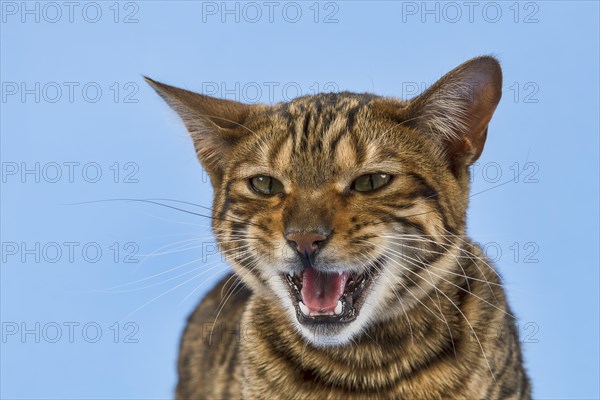 Breedcat Toyger (Felis silvestris catus)