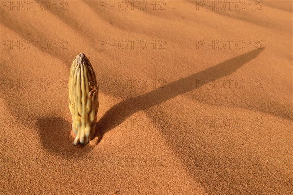 Cistanche plant (Cistanche tinctoria)