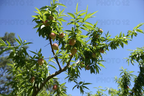 Ripe peaches (Prunus persica)