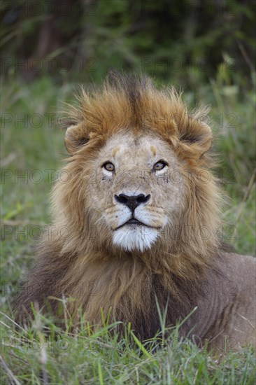 Lion (Panthera leo)