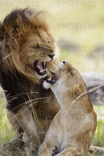 Lion (Panthera leo)