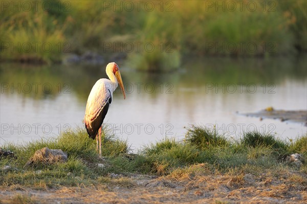 Yellow-billed stork