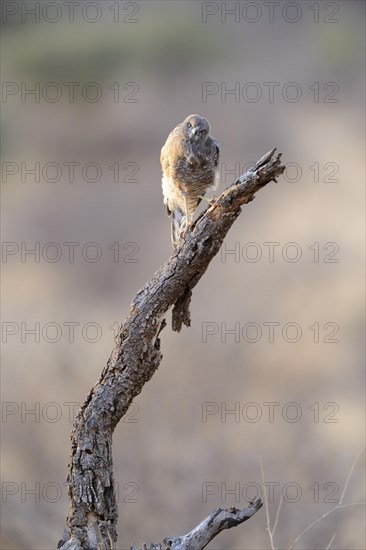 Gabar Goshawk (Mcronius gabar)