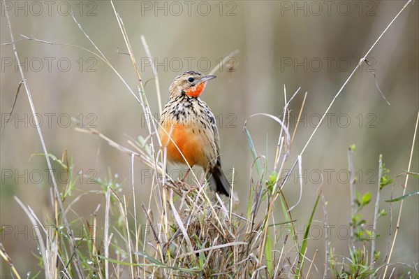 Red-throated Pipit (Anthus cervinus)