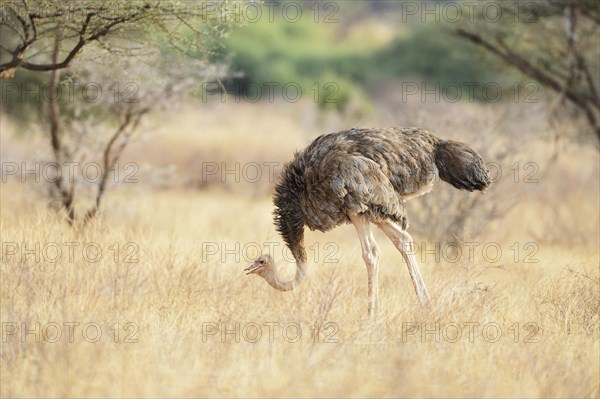 Somali Ostrich (Struthio molybdophanes)