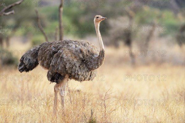 Somali Ostrich (Struthio molybdophanes)