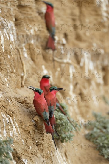 Southern Carmine Bee-eaters (Merops nubicoides)