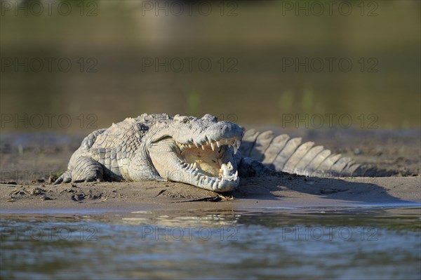 Nile Crocodile (Crocodylus niloticus)