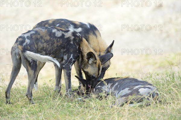 African wild dogs (Lycaon pictus)