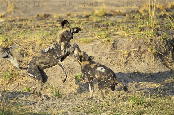 African wild dogs (Lycaon pictus)