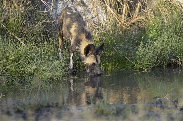 African wild dog (Lycaon pictus)