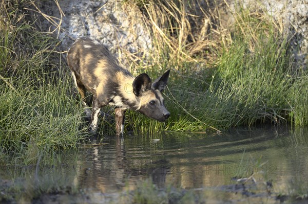 African wild dog (Lycaon pictus)