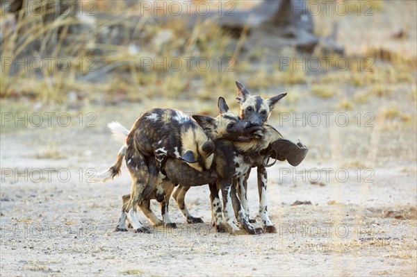 African wild dogs (Lycaon pictus)