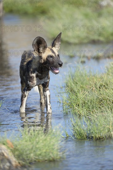African wild dog (Lycaon pictus)