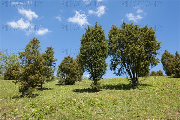 Juniper heathland