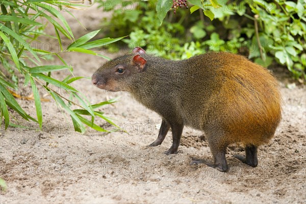 Red-rumoped agouti (Dasyprocta leporina)