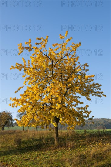 Wild cherry (Prunus avium)