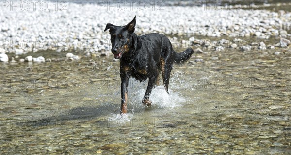 Dog (Canis familiaris) running in water