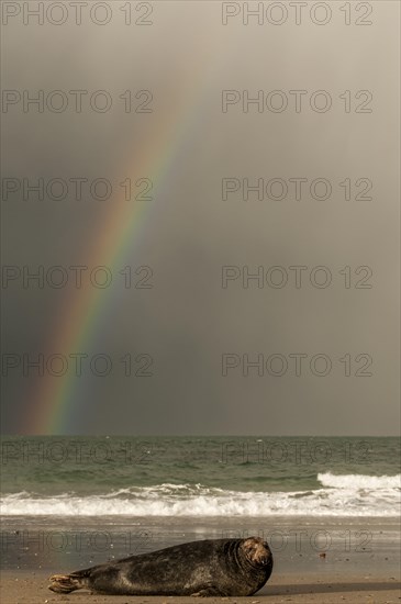 Grey seal (Halichoerus grypus) in front of rainbow