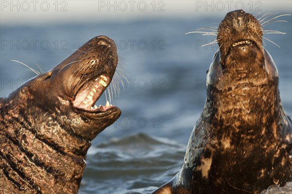 Grey seals (Halichoerus grypus)