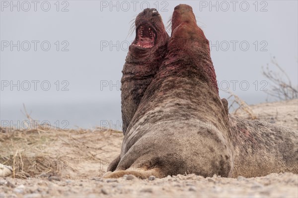 Grey seals (Halichoerus grypus)