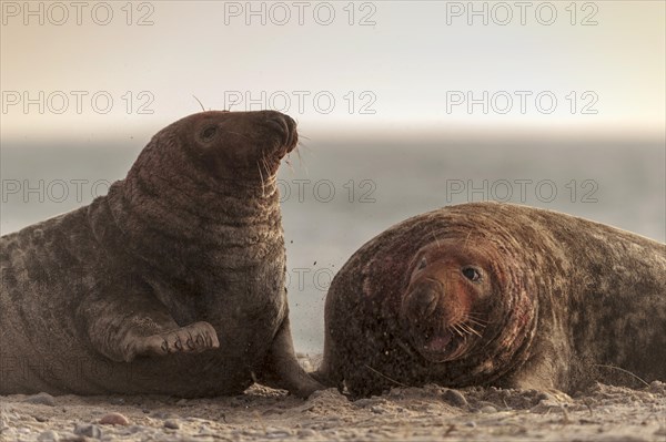 Grey seals (Halichoerus grypus)