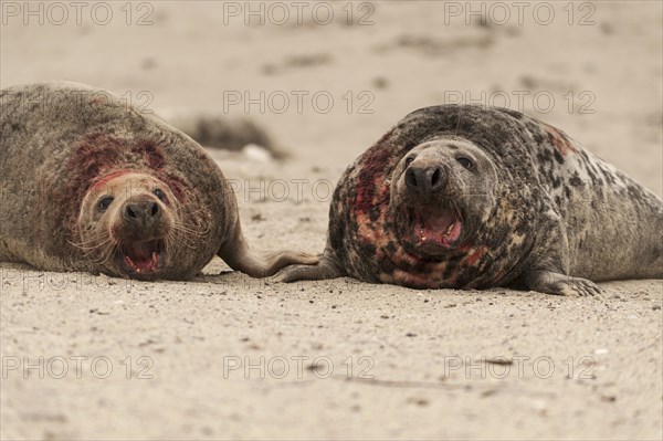 Grey seals (Halichoerus grypus)