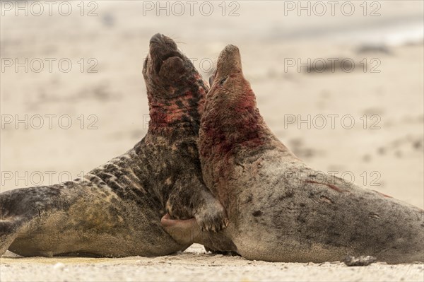 Grey seals (Halichoerus grypus)