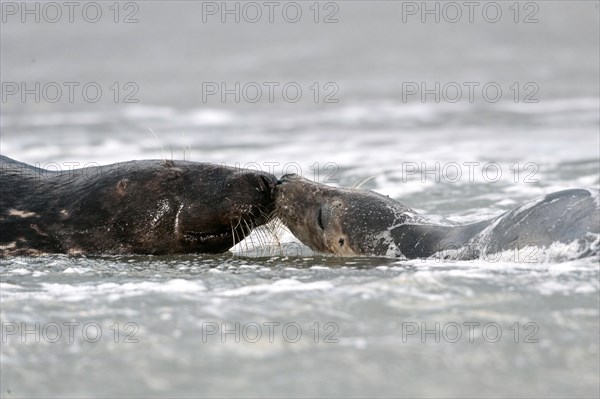 Grey seals (Halichoerus grypus)