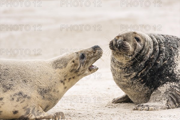 Grey seals (Halichoerus grypus)