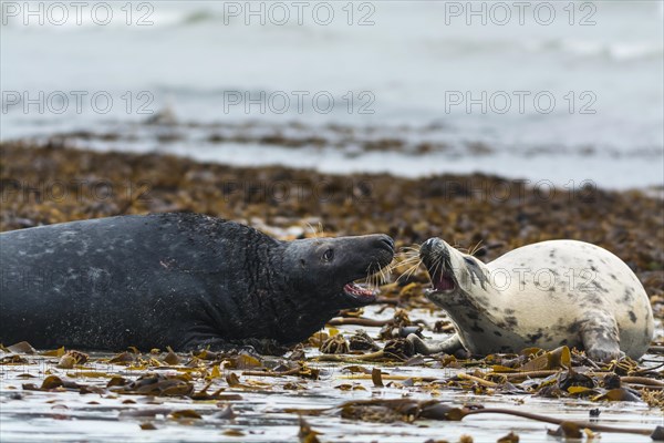 Grey seals (Halichoerus grypus)