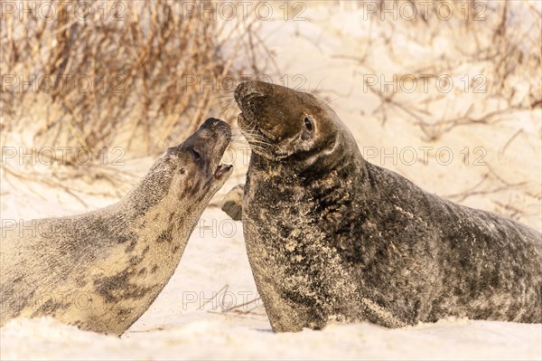 Grey seals (Halichoerus grypus)