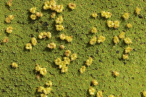 Yareta or llaretta (Azorella compacta)
