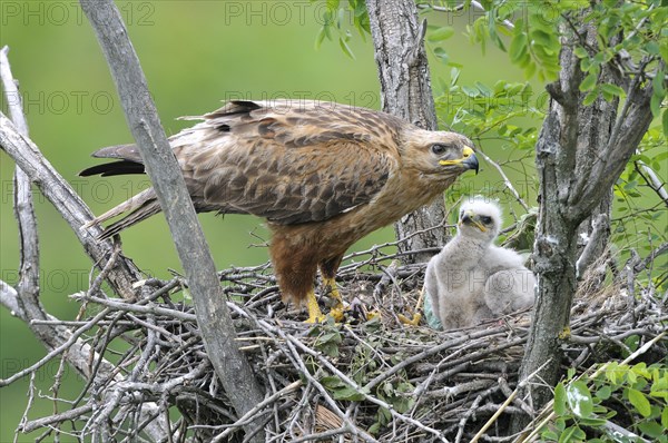 Long-legged buzzard (Buteo rufinus) female in nest with fledgling