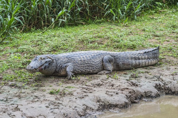 Yacare Caiman (Caiman yacare) resting on a riverbank