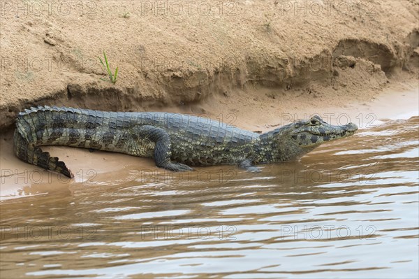 Yacare Caiman (Caiman yacare) resting on a riverbank