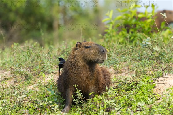 Capybara (Hydrochaeris hydrochaeris) with a Black-capped Donacobius (Donacobius atricapilla) on the back