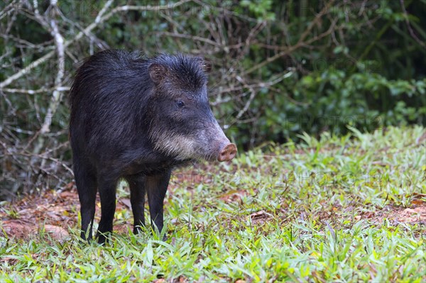 White-lipped Peccary (Tayassu pecari)