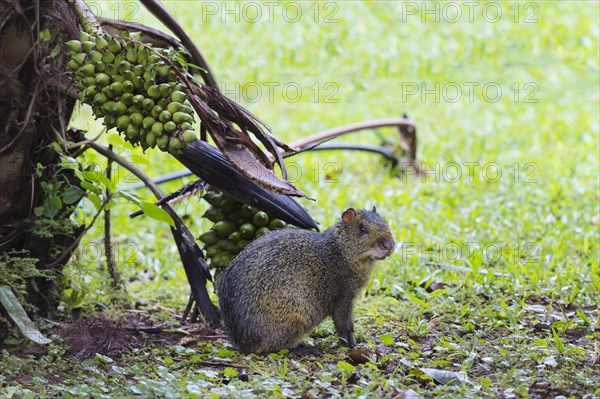 Azara's Agouti (Dasyprocta azarae)