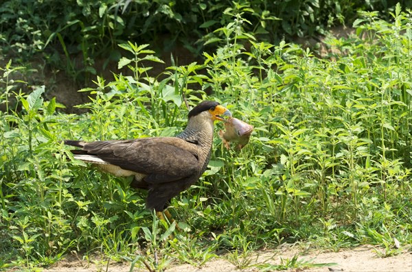 Southern Crested Caracara (Caracara plancus)