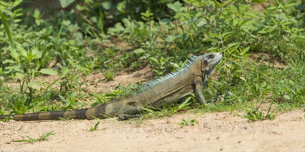 Green Iguana (Iguana iguana)