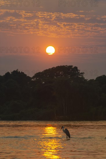 White-necked Heron or Cocoi Heron (Ardea cocoi) on the Cuiaba river at sunrise