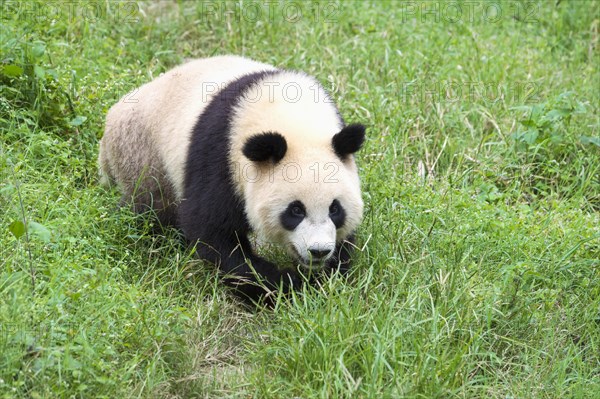 Giant Panda (Ailuropoda melanoleuca)