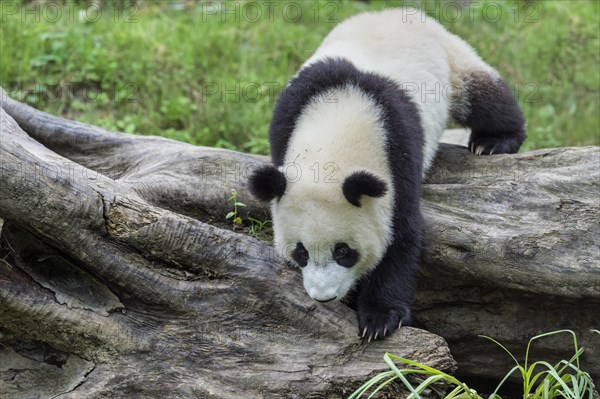 Giant Panda (Ailuropoda melanoleuca)