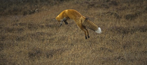 Red Fox (Vulpes vulpes)