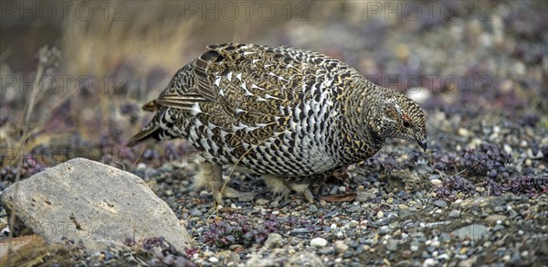 Spruce Grouse (Dendragapus canadensis)