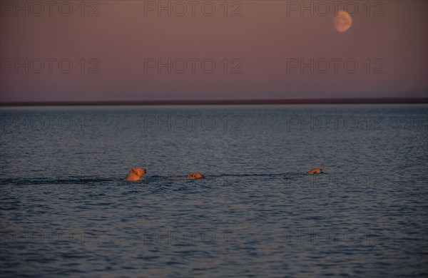 Polar bear (Ursus maritimus) with two young animals in the sea