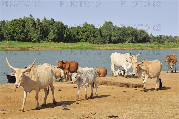Cattle by the Senegal river