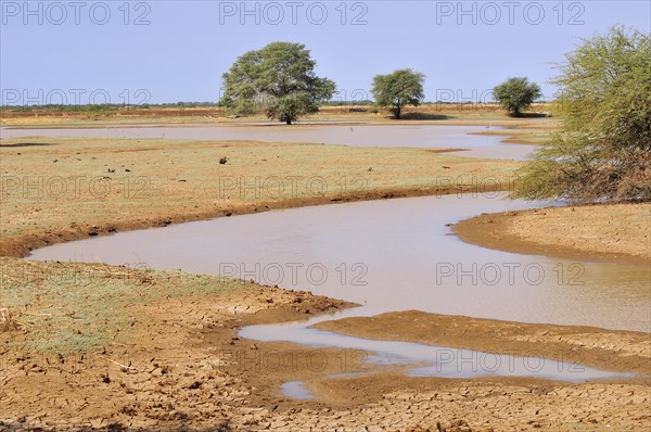 Small pond in the desert after rain
