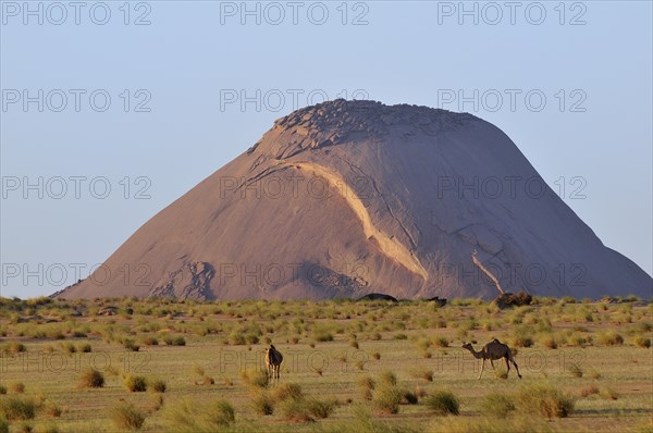 Camels in front of Ben Amira